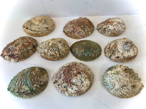Faiza Naturals - Abalone Shell Smudge Bowls (Large)