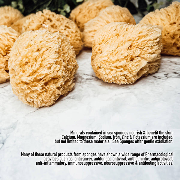 Gia Roma - Dead Sea Sponge, All Natural Body Wash Loofah 4-5"