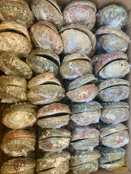 Faiza Naturals - Abalone Shell Smudge Bowls (Large)