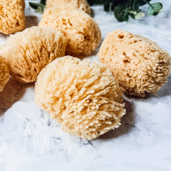 Gia Roma - Dead Sea Sponge, All Natural Body Wash Loofah 4-5"