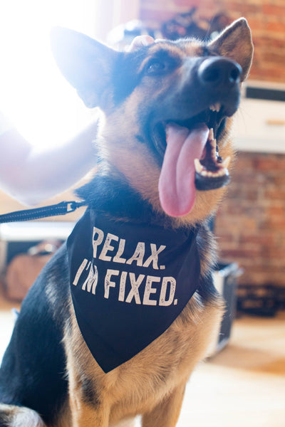 SNARK CITY - "Relax I'm Fixed" Bandana/Collar: M