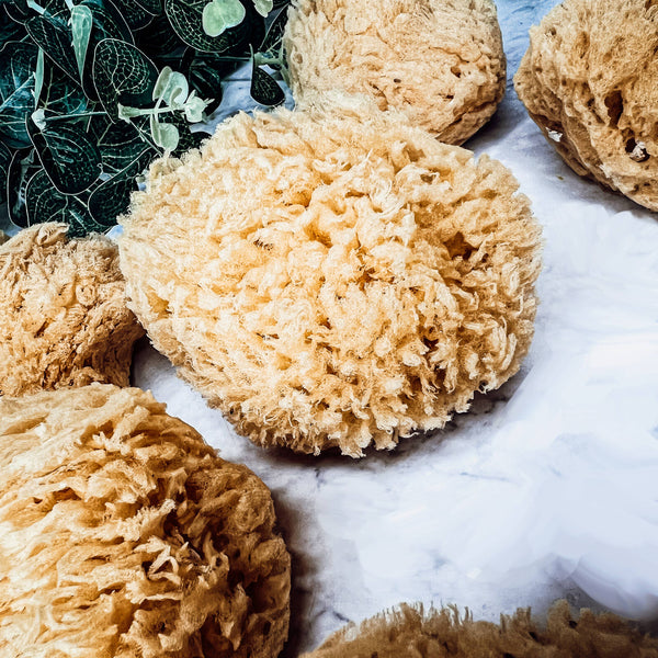 Gia Roma - Dead Sea Sponge, All Natural Body Wash Loofah 4-5"