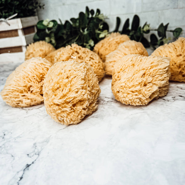 Gia Roma - Dead Sea Sponge, All Natural Body Wash Loofah 4-5"