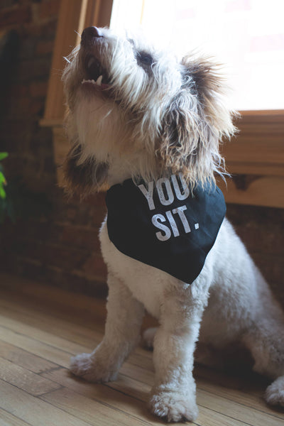 SNARK CITY - You Sit Pet Bandana/Collar: M