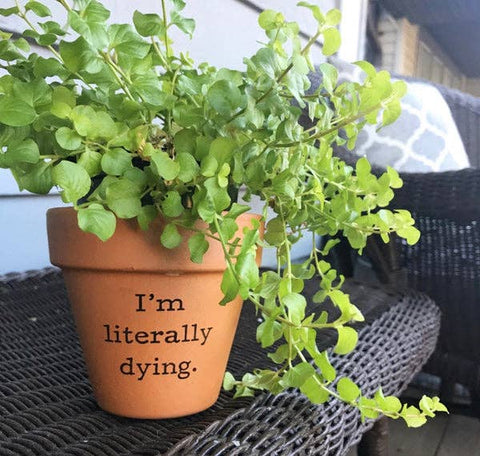 Buffalovely - Literally Dying Terra Cotta Flower Pot