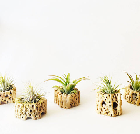 Mahalo Market - Air Plant + Wood Holder - Indoor Planter